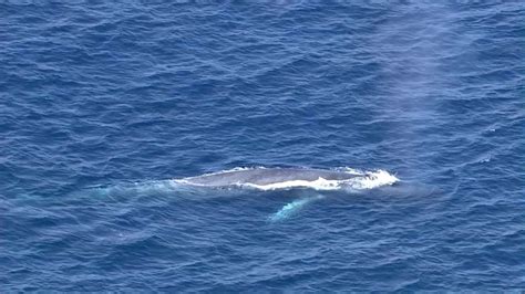 Blue whales are thriving in California waters - the story of their amazing comeback